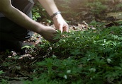 Gospodarka leśna sposobem na zapobieganie zmian klimatu